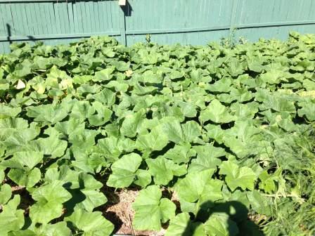 Butternut Squash Plants