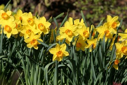 daffodils